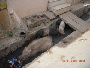 Pigs keeping cool in the sewer